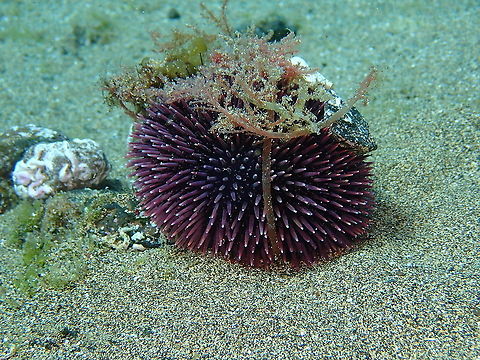 Purple sea urchin - Sphaerechinus granularis  Geotagged,Spain,Sphaerechinus granularis,Spring