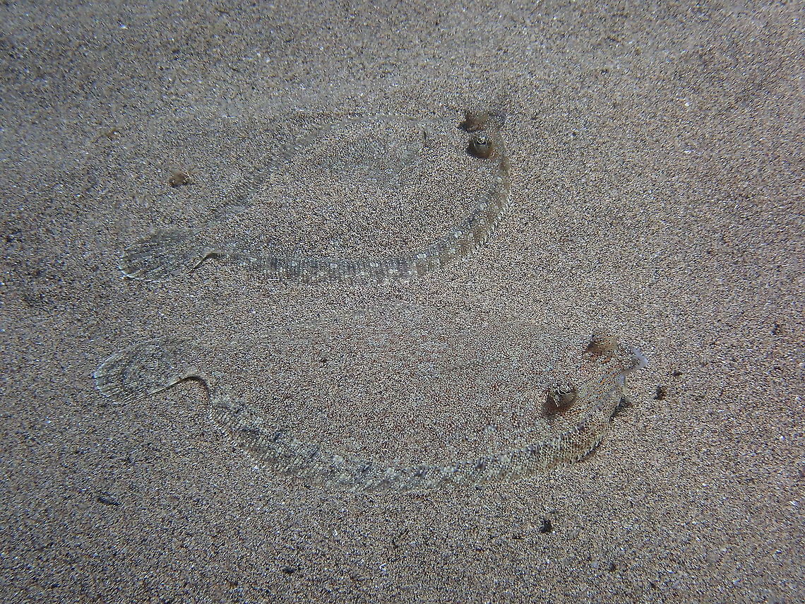 Wide-Eyed Flounder – Bothus podas Quite common in the area.<br />
<figure class="photo"><a href="https://www.jungledragon.com/image/87561/wide-eyed_flounder_bothus_podas.html" title="Wide-Eyed Flounder &ndash; Bothus podas"><img src="https://s3.amazonaws.com/media.jungledragon.com/images/2298/87561_thumb.JPG?AWSAccessKeyId=05GMT0V3GWVNE7GGM1R2&Expires=1763596810&Signature=4Lm6C%2BoP9jYXdfTJ7HrK%2B%2BlBJ54%3D" width="200" height="150" alt="Wide-Eyed Flounder &ndash; Bothus podas  Bothus podas,Geotagged,Spain,Spring,Wide-eyed flounder" /></a></figure> Bothus podas,Geotagged,Spain,Spring,Wide-eyed flounder