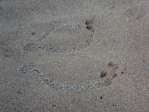 Wide-Eyed Flounder – Bothus podas Quite common in the area.
https://www.jungledragon.com/image/87561/wide-eyed_flounder_bothus_podas.html Bothus podas,Geotagged,Spain,Spring,Wide-eyed flounder