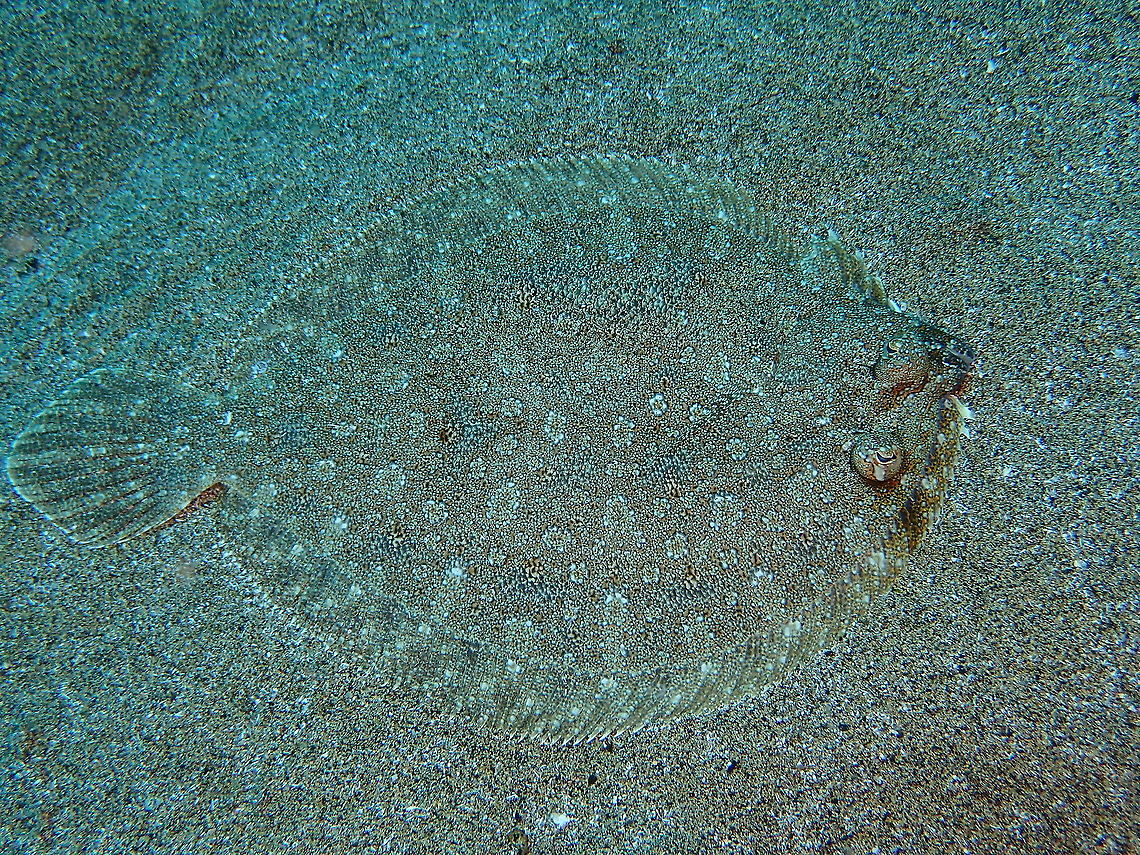 Wide-Eyed Flounder – Bothus podas  Bothus podas,Geotagged,Spain,Spring,Wide-eyed flounder