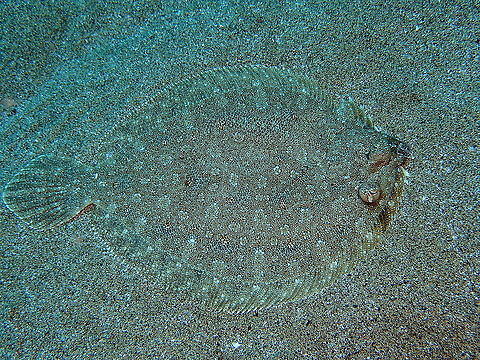 Wide-Eyed Flounder – Bothus podas  Bothus podas,Geotagged,Spain,Spring,Wide-eyed flounder