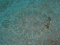 Wide-Eyed Flounder &ndash; Bothus podas  Bothus podas,Geotagged,Spain,Spring,Wide-eyed flounder