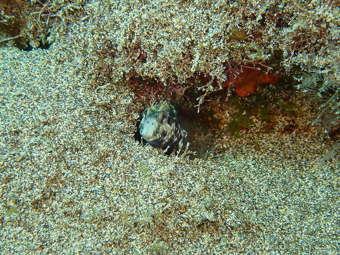 Ringneck Blenny – Parablennius pilicornis Peering out from its burrow.. Geotagged,Parablennius pilicornis,Ringneck blenny,Spain,Spring