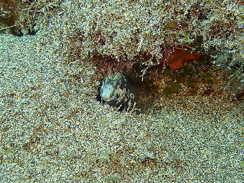 Ringneck Blenny &ndash; Parablennius pilicornis Peering out from its burrow.. Geotagged,Parablennius pilicornis,Ringneck blenny,Spain,Spring