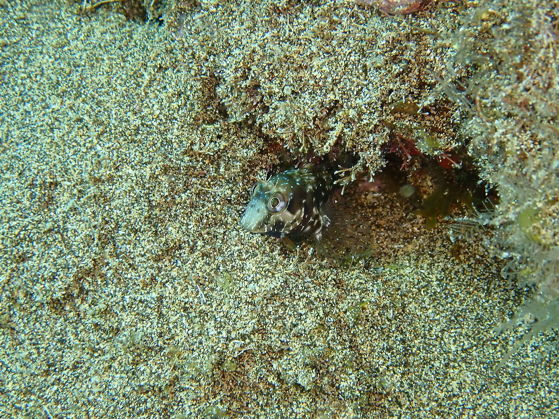 Ringneck Blenny – Parablennius pilicornis  Geotagged,Parablennius pilicornis,Ringneck blenny,Spain,Spring