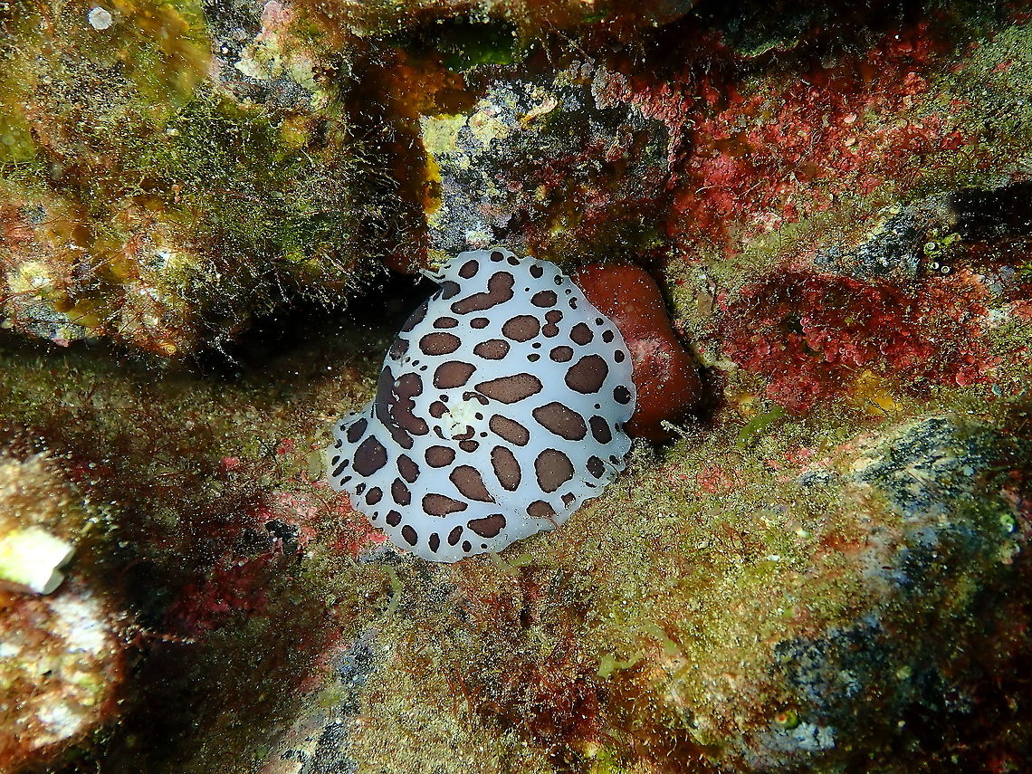 Dotted Sea-Slug – Peltodoris atromaculata In Spanish we call them &quot;vaquita suiza&quot;, meaning &quot;little Swiss cow&quot;. Geotagged,Leopard Sea Slug,Peltodoris atromaculata,Spain,Spring