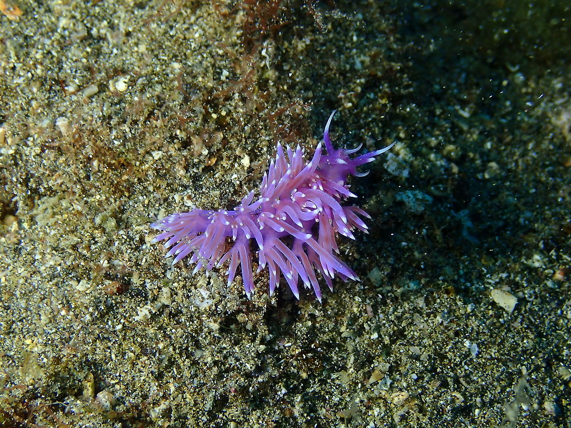 Mediterranean Violet Aeolid &ndash; Flabellina affinis  Flabellina affinis,Geotagged,Mediterranean Violet Aeolid,Spain,Spring