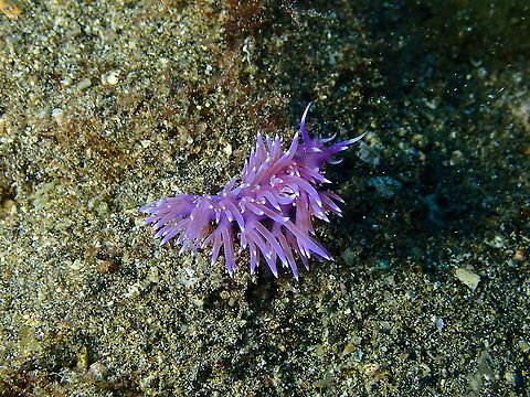 Mediterranean Violet Aeolid &ndash; Flabellina affinis  Flabellina affinis,Geotagged,Mediterranean Violet Aeolid,Spain,Spring