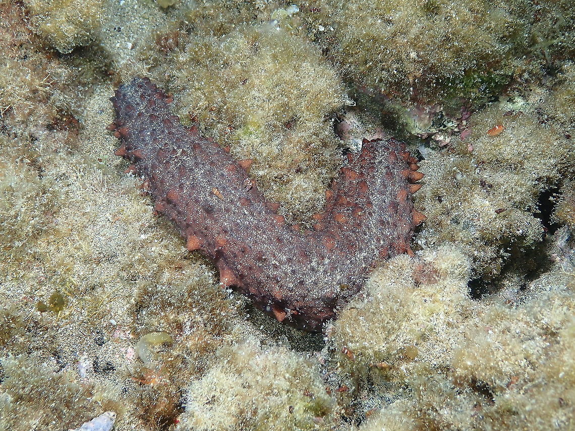 Sea Cucumber &ndash; Holothuria arguinensis Seen during a night dive. Geotagged,Holothuria arguinensis,Sea Cucumber,Spain,Spring
