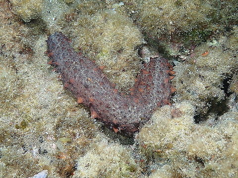 Sea Cucumber – Holothuria arguinensis Seen during a night dive. Geotagged,Holothuria arguinensis,Sea Cucumber,Spain,Spring