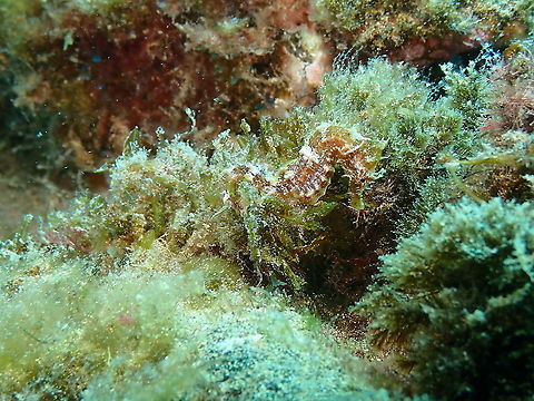Long-snouted seahorse - Hippocampus guttulatus They camouflage very well!
https://www.jungledragon.com/image/87717/find_the_fish.html Geotagged,Hippocampus guttulatus,Long-snouted seahorse,Spain,Spring