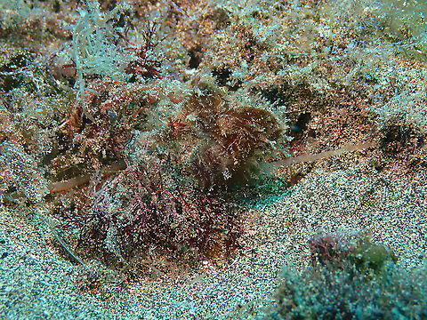 Long-snouted seahorse