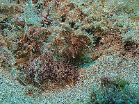 Find the fish! Here one example of how good this seahorse can easily go unnoticed! Geotagged,Hippocampus guttulatus,Long-snouted seahorse,Spain,Spring