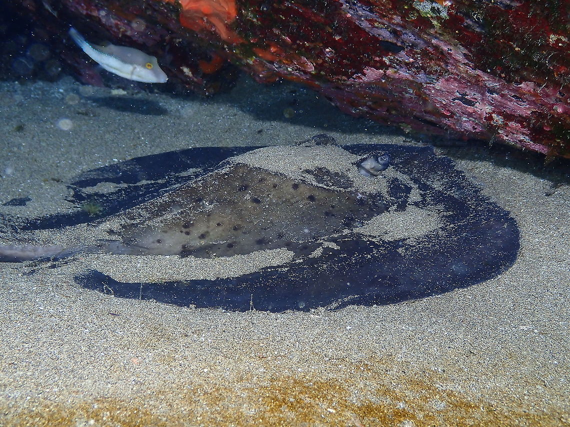 Round fantail stingray - Taeniura grabata <figure class="photo"><a href="https://www.jungledragon.com/image/87719/round_fantail_stingray_-_taeniura_grabata.html" title="Round fantail stingray - Taeniura grabata"><img src="https://s3.amazonaws.com/media.jungledragon.com/images/2298/87719_thumb.JPG?AWSAccessKeyId=05GMT0V3GWVNE7GGM1R2&Expires=1759968010&Signature=zvyDonw3ya9nY%2Bs3S%2F%2FPsWWMVZ8%3D" width="200" height="150" alt="Round fantail stingray - Taeniura grabata  Geotagged,Round fantail stingray,Spain,Spring,Taeniura grabata" /></a></figure> Geotagged,Round fantail stingray,Spain,Spring,Taeniura grabata