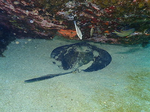 Round fantail stingray - Taeniura grabata  Geotagged,Round fantail stingray,Spain,Spring,Taeniura grabata