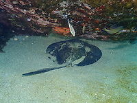 Round fantail stingray - Taeniura grabata  Geotagged,Round fantail stingray,Spain,Spring,Taeniura grabata