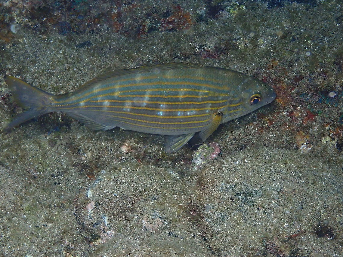 Salema Porgy - Sarpa salpa  Geotagged,Salema porgy,Sarpa salpa,Spain,Spring