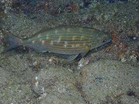 Salema Porgy - Sarpa salpa  Geotagged,Salema porgy,Sarpa salpa,Spain,Spring