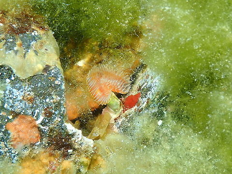 Worm - Protula intestinum  Geotagged,Protula intestinum,Spain,Spring,Worm