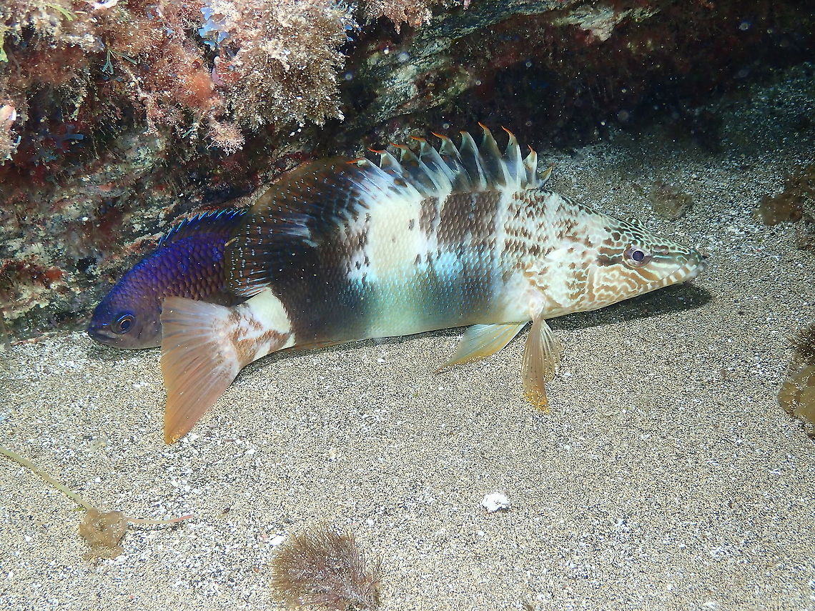 Painted Comber - Serranus scriba Next to a sleeping Canary Damsel Geotagged,Painted comber,Serranus scriba,Spain,Spring
