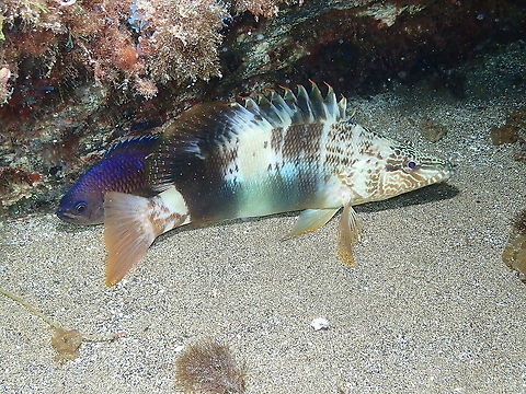 Painted Comber - Serranus scriba Next to a sleeping Canary Damsel Geotagged,Painted comber,Serranus scriba,Spain,Spring