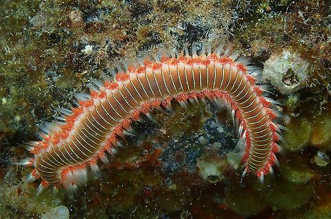 Bearded Fireworm &ndash; Hermodice carunculata  Bearded fireworm,Geotagged,Hermodice carunculata,Spain,Spring