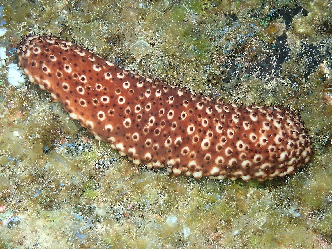Variable Sea Cucumber – Holothuria sanctori  Geotagged,Holothuria sanctori,Spain,Spring