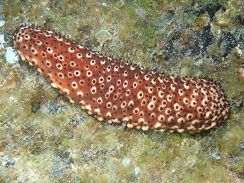 Variable Sea Cucumber – Holothuria sanctori  Geotagged,Holothuria sanctori,Spain,Spring