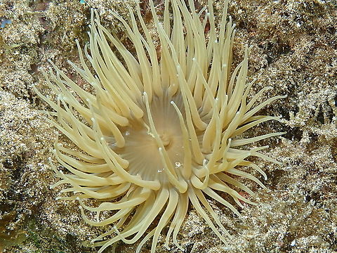 Snakelocks anemone - Anemonia viridis  Anemonia viridis,Geotagged,Snakelocks anemone,Spain,Spring