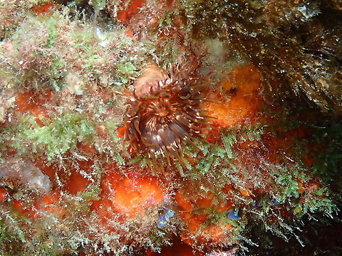 Sargasso Anemone &ndash; Anemonia melanaster  Anemonia melanaster,Geotagged,Sargasso Anemone,Spain,Spring
