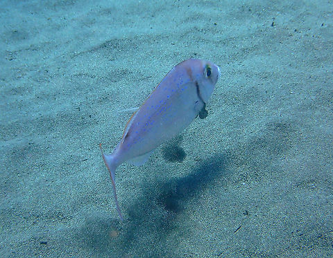 Red Porgy - Pagrus pagrus Not the best pic but at least good enough to introduce the species :-) Geotagged,Pagrus pagrus,Red porgy,Spain,Spring