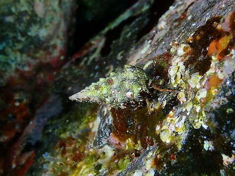 Hairy/Striped Rock Hermit Crab - Pagurus anachoretus  Geotagged,Hairy Hermit Crab,Pagurus anachoretus,Spain,Spring