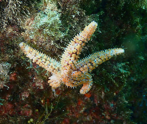 Spiny Starfish – Marthasterias glacialis  Geotagged,Marthasterias,Marthasterias glacialis,Spain,Spring
