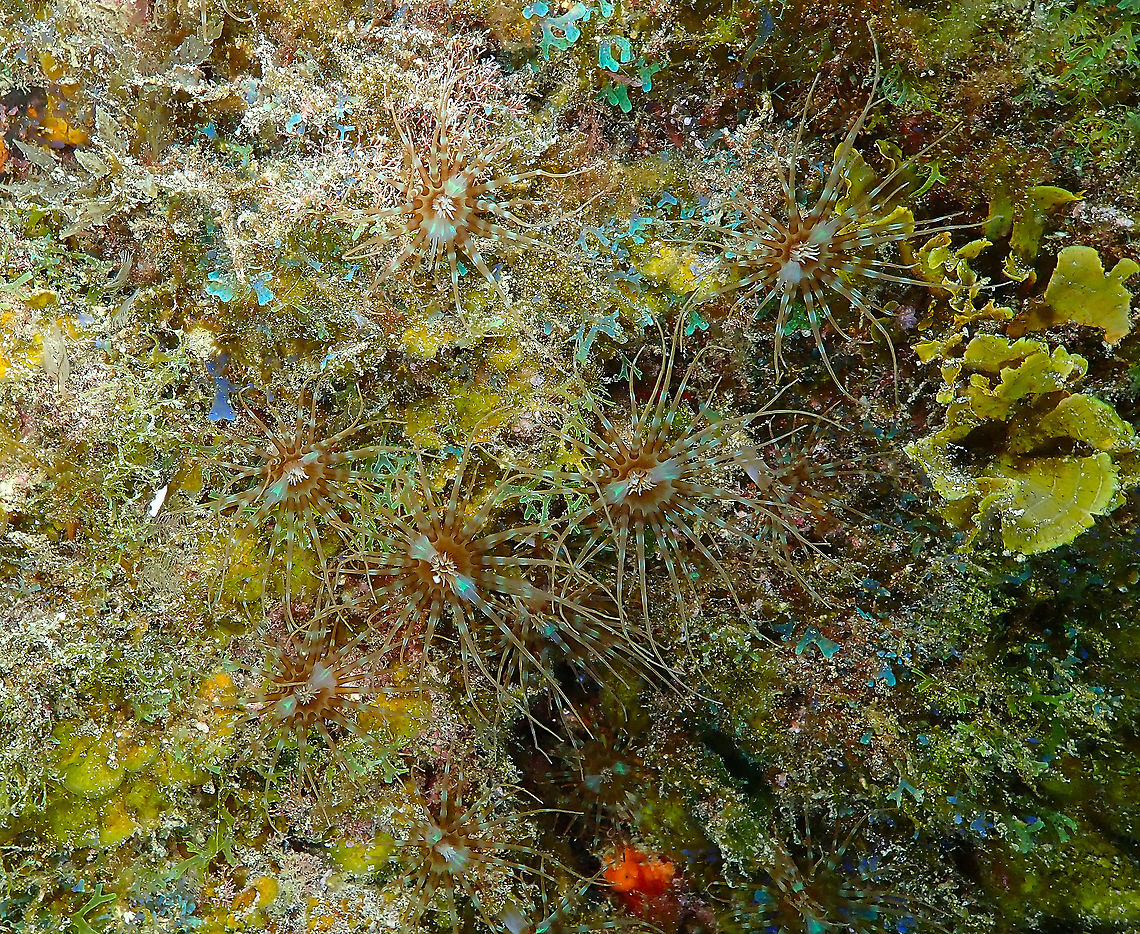 Banded Tube-Dwelling Anemone - Isarachnanthus maderensis Tentative ID based on location and similarity to images online. It was very difficult to find a human-readable description for this type of anemone. Banded Tube-Dwelling Anemone,Geotagged,Isarachnanthus maderensis,Spain,Spring