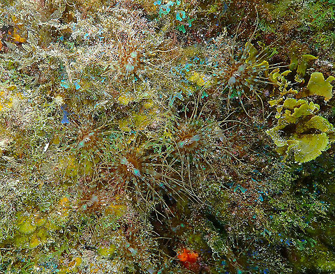 Banded Tube-Dwelling Anemone - Isarachnanthus maderensis Tentative ID based on location and similarity to images online. It was very difficult to find a human-readable description for this type of anemone. Banded Tube-Dwelling Anemone,Geotagged,Isarachnanthus maderensis,Spain,Spring