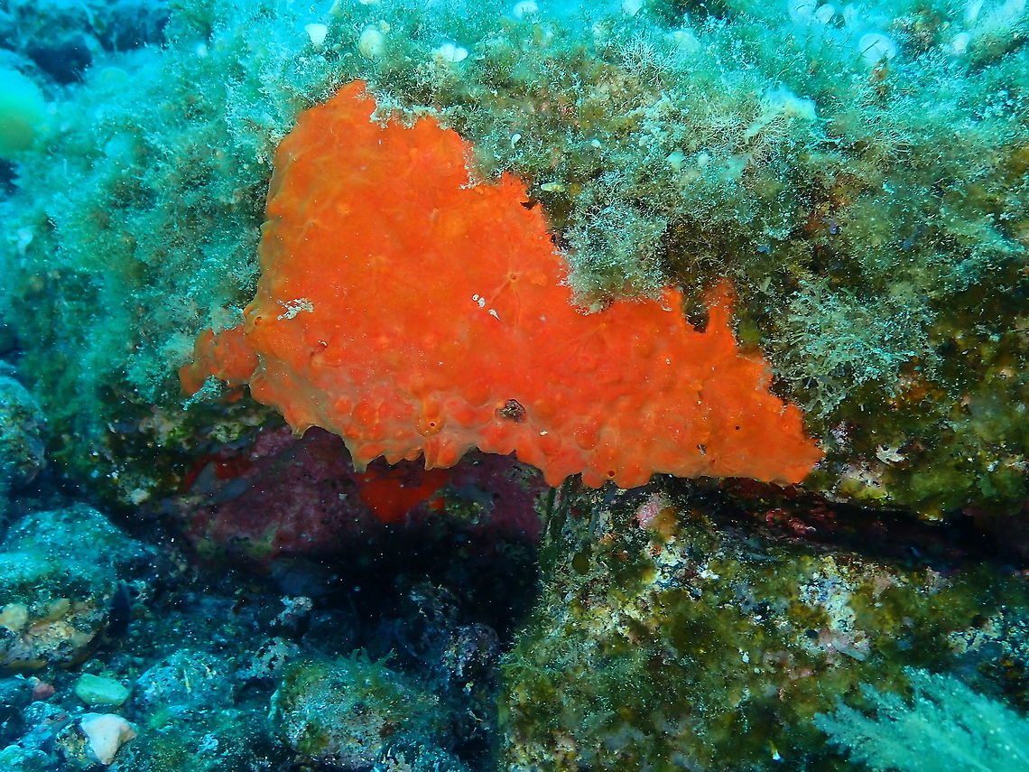 Blood Sponge - Batzella inops  Batzella inops,Blood Sponge,Geotagged,Spain,Spring