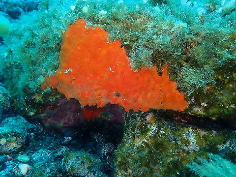 Blood Sponge - Batzella inops  Batzella inops,Blood Sponge,Geotagged,Spain,Spring