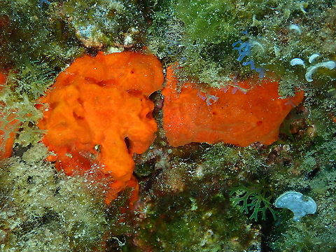 Blood Sponge - Batzella inops  Batzella inops,Blood Sponge,Geotagged,Spain,Spring