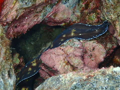 Mediterranean Moray (Muraena helena) - Tail's view We are used to see only the face and a small part of the body of moray eels but rarely the tail. In this case, the moray hid too quickly for me to make a pic of the face but I found nice for once to have a pic of its tail. Geotagged,Mediterranean moray,Muraena helena,Spain,Spring