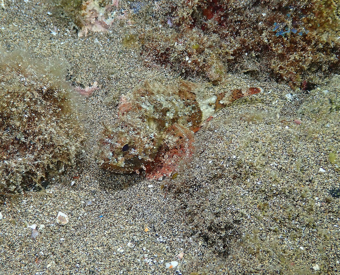 Black Scorpionfish - Scorpaena porcus  Black scorpionfish,Geotagged,Scorpaena porcus,Spain,Spring
