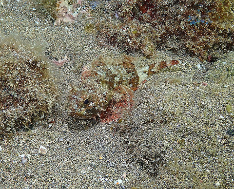 Black Scorpionfish - Scorpaena porcus  Black scorpionfish,Geotagged,Scorpaena porcus,Spain,Spring