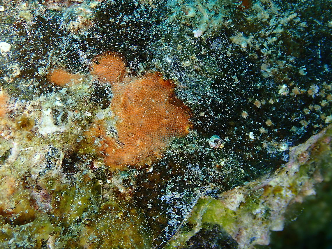 Sea-mat or lacy crust bryozoan Tentative ID Geotagged,Membranipora membranacea,Spain,Spring