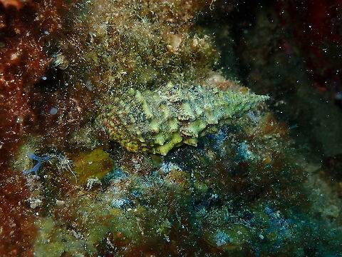 Sea Snail - Cerithium vulgatum Often seen in Lanzarote dives. I have changed the species after realizing I have a picture from the museum inside the fort in Arrecife which shows the species of this snail :-) Cerithium vulgatum,Geotagged,Spain,Spring