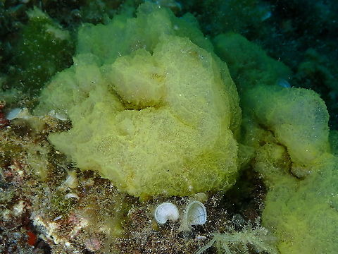 Alga - genus Enteromorpha As far as I could get with ID. Enteromorpha,Geotagged,Spain,Spring,alga