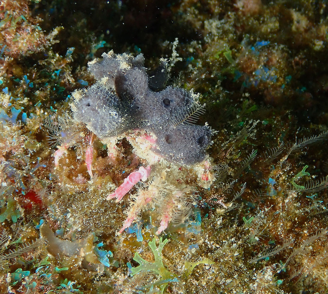 Decorator Crab Dressed with a nice grey sponge on top..unfortunately I could not find a proper ID yet! Decorator Crab,Geotagged,Lanzarote,Spain,Spring,crab