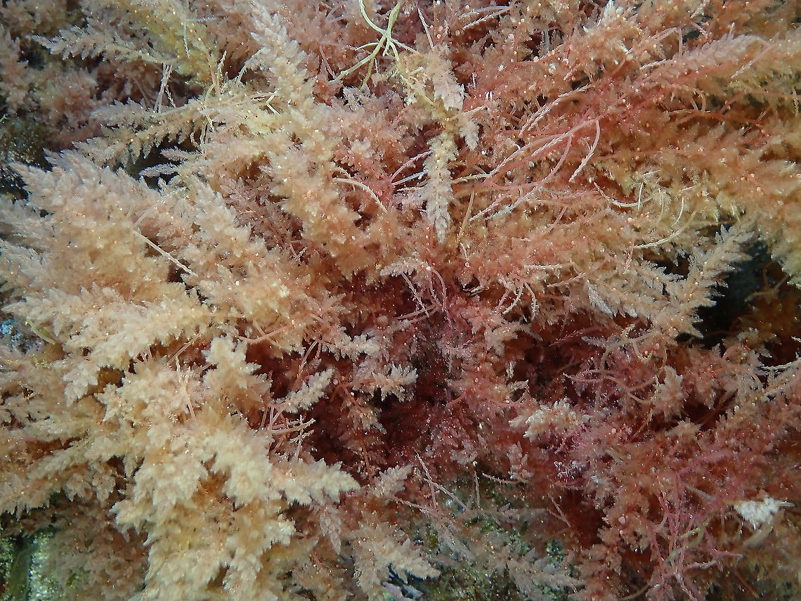 Alga Harpoon weed red - Asparagopsis taxiformis  Asparagopsis taxiformis,Geotagged,Limukohu,Spain,Spring