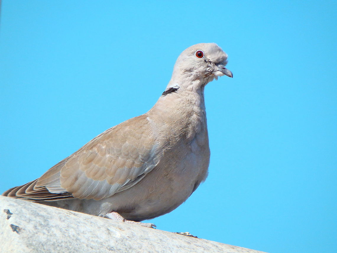 Eurasian collared dove - Streptopelia decaocto Seen while strolling by Puerto del Carmen :-)<br />
<figure class="photo"><a href="https://www.jungledragon.com/image/88104/trtola_turca_-streptopelia_decaocto.html" title="T&oacute;rtola turca -Streptopelia decaocto"><img src="https://s3.amazonaws.com/media.jungledragon.com/images/2298/88104_thumb.JPG?AWSAccessKeyId=05GMT0V3GWVNE7GGM1R2&Expires=1759968010&Signature=5pzAs5gjA5IQ9taO5WOFIzl8fdQ%3D" width="200" height="150" alt="T&oacute;rtola turca -Streptopelia decaocto this one with the Spanish name Eurasian collared dove,Geotagged,Spain,Spring,Streptopelia decaocto" /></a></figure> Eurasian collared dove,Geotagged,Spain,Spring,Streptopelia decaocto