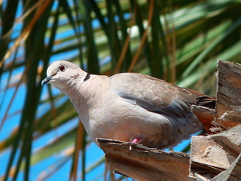 T&oacute;rtola turca -Streptopelia decaocto this one with the Spanish name Eurasian collared dove,Geotagged,Spain,Spring,Streptopelia decaocto
