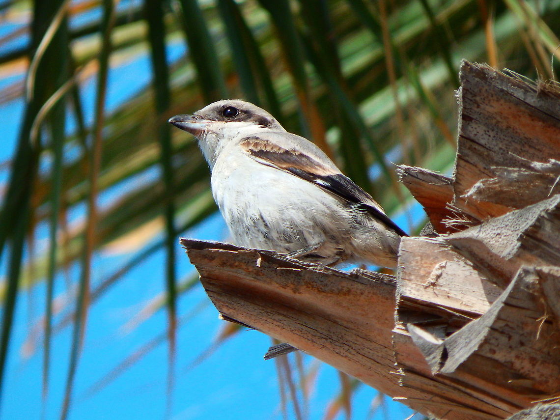 Southern Grey Shrike - Lanius meridionalis Also seen in the beach next to Puerto del Carmen.<br />
<figure class="photo"><a href="https://www.jungledragon.com/image/88107/southern_grey_shrike_-_lanius_meridionalis.html" title="Southern Grey Shrike - Lanius meridionalis"><img src="https://s3.amazonaws.com/media.jungledragon.com/images/2298/88107_thumb.JPG?AWSAccessKeyId=05GMT0V3GWVNE7GGM1R2&Expires=1759968010&Signature=VAH5zVMU1V9VhYN6uPoQodiMa6w%3D" width="200" height="150" alt="Southern Grey Shrike - Lanius meridionalis  Geotagged,Lanius meridionalis,Southern Grey Shrike,Spain,Spring" /></a></figure><br />
<figure class="photo"><a href="https://www.jungledragon.com/image/88106/southern_grey_shrike_-_lanius_meridionalis.html" title="Southern Grey Shrike - Lanius meridionalis"><img src="https://s3.amazonaws.com/media.jungledragon.com/images/2298/88106_thumb.JPG?AWSAccessKeyId=05GMT0V3GWVNE7GGM1R2&Expires=1759968010&Signature=gAXaL8WsPZa3NaJS9b6iGrNLKgs%3D" width="200" height="150" alt="Southern Grey Shrike - Lanius meridionalis Same bird, back view. Geotagged,Lanius meridionalis,Southern Grey Shrike,Spain,Spring" /></a></figure> Geotagged,Lanius meridionalis,Southern Grey Shrike,Spain,Spring