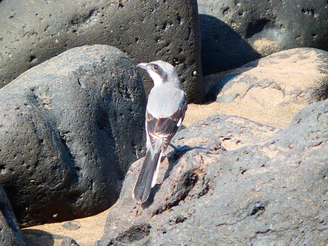 Southern Grey Shrike - Lanius meridionalis Same bird, back view. Geotagged,Lanius meridionalis,Southern Grey Shrike,Spain,Spring